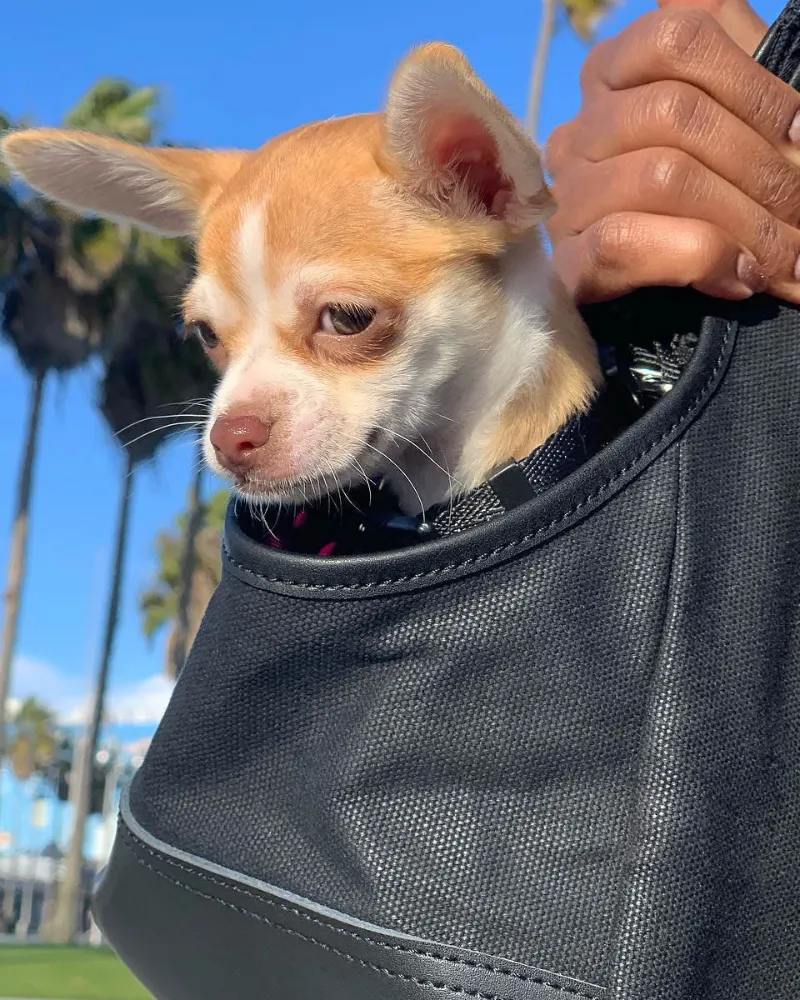 DjangoTote™ Waxed Canvas Dog Carrier Bag and Pet Travel Tote