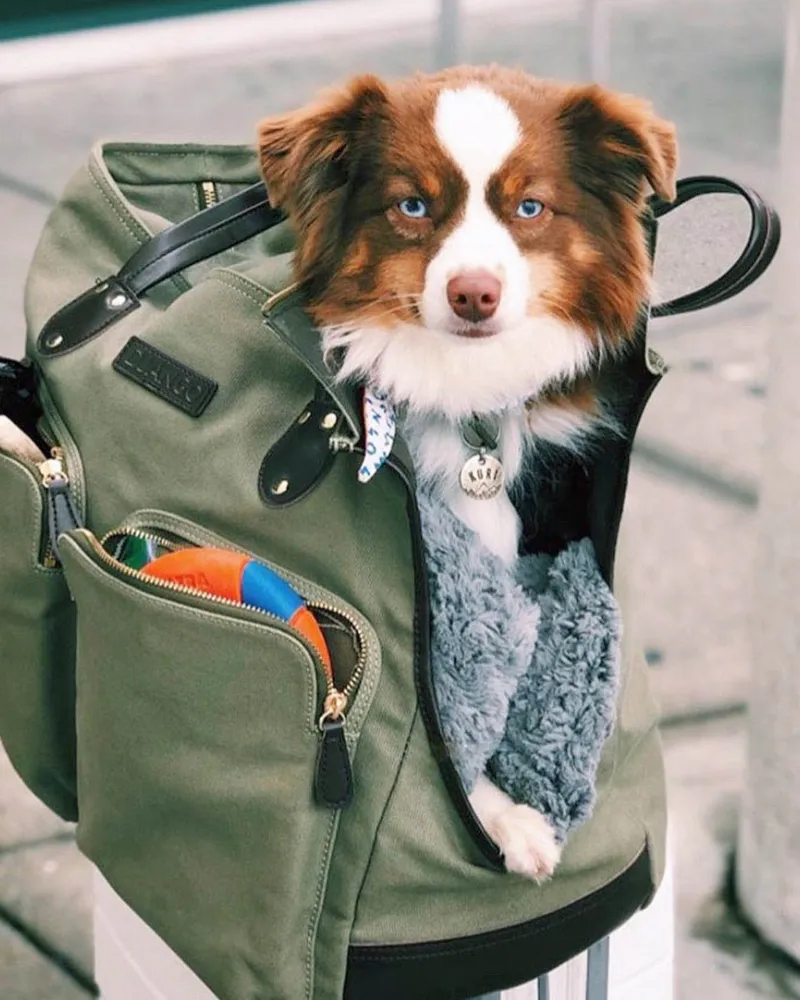 DjangoTote™ Waxed Canvas Dog Carrier Bag and Pet Travel Tote